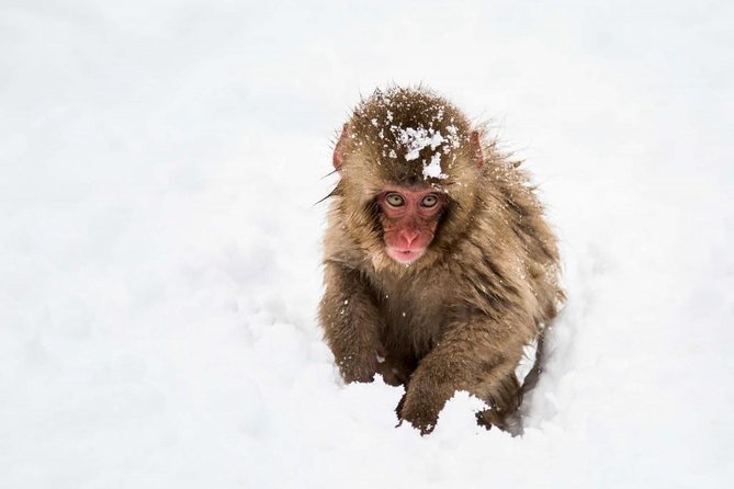 1-Day Snow Monkeys, Zenko-ji Temple & Sake in Nagano - Logistics and Recommendations