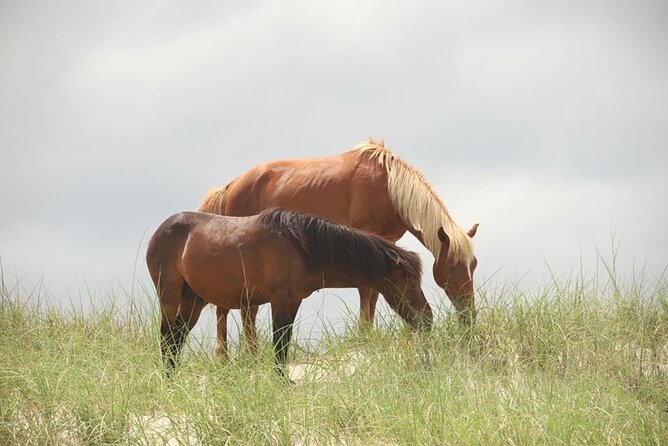 2-hour Outer Banks Wild Horse Tour by 4WD Truck - Itinerary and Additional Information