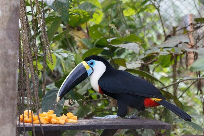 4-Day Amazon Jungle Tour From Iquitos - Meals and Dietary Restrictions