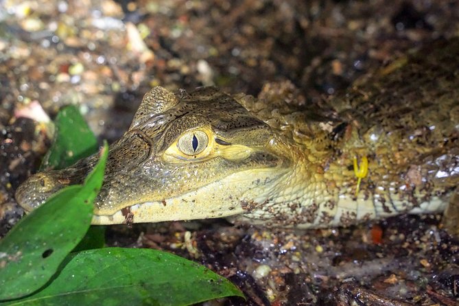 4-Day Wildlife Camping Tour to Pacaya-Samiria National Park From Iquitos, Peru - Reviews and Ratings