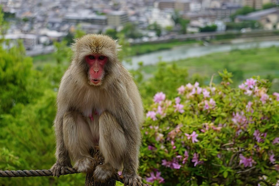 Arashiyama Kyoto: Bamboo Forest, Monkey Park & Secrets - Guides Performance and Interactions