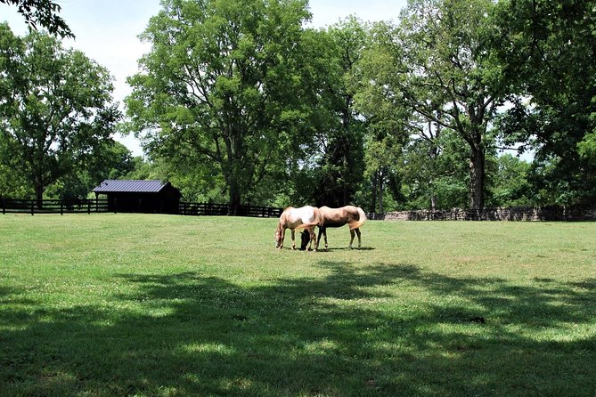 Belle Meade Guided Mansion Tour With Complimentary Wine Tasting - Visitor Recommendations