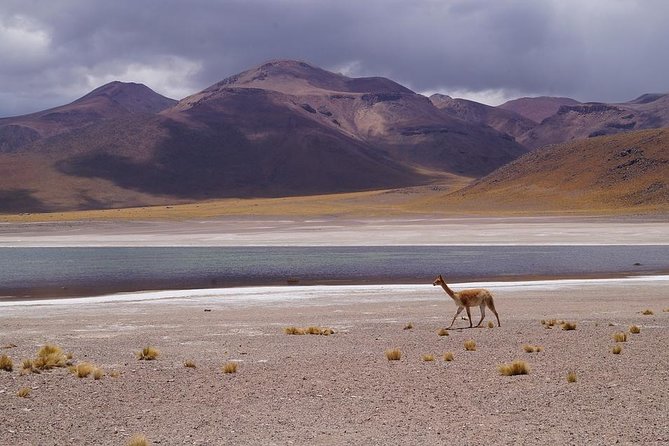 Bull Lagoon and Flamingo-Watching 4x4 Vehicle Tour From Salta (Mar ) - Logistics Details