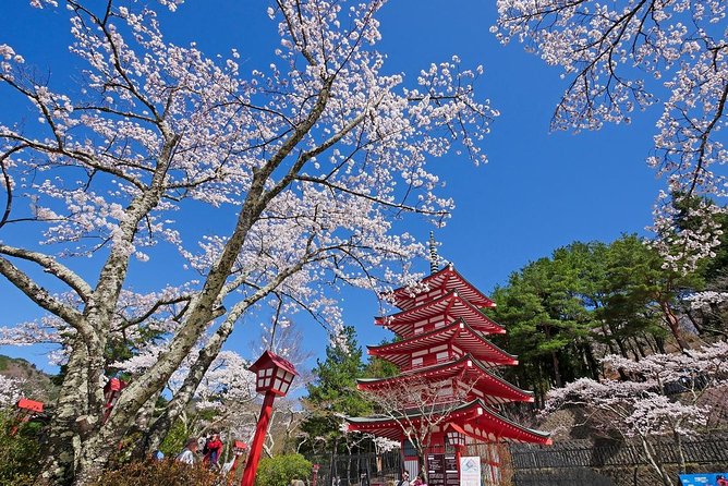 Cherry Blossom ! Five-Story Pagoda,Mt. Fuji 5th Station,Panoramic Ropeway - Customer Reviews