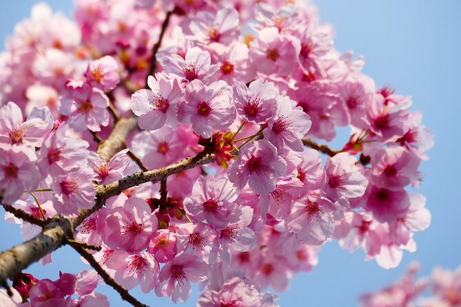Cherry Blossom Private Tour - Traveler Photos