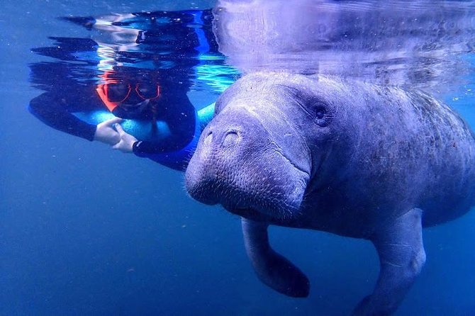 Crystal River Guided Swim With the Manatees - Safety Guidelines