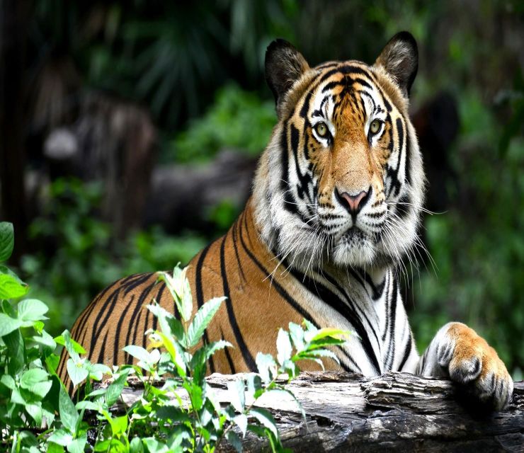 Delhi: Ranthambore National Park 3-Day Trip W/ Tiger Safari - Important Details to Note