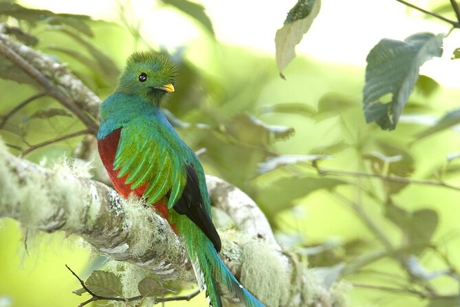 El Quetzal Birdwatching Tour From Guatemala City - Guatemalas National Bird - Last Words