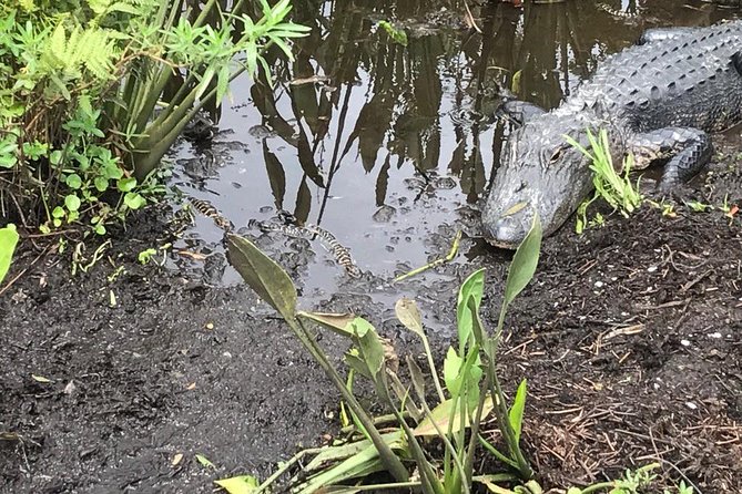 Everglades Airboat Tour Near Orlando Florida - Booking Details and Recommendations