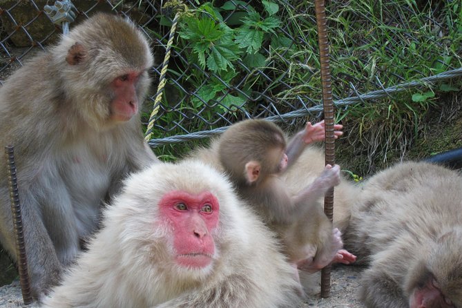 Explore Jigokudani Snow Monkey Park With a Knowledgeable Local Guide - Pricing Details and Options