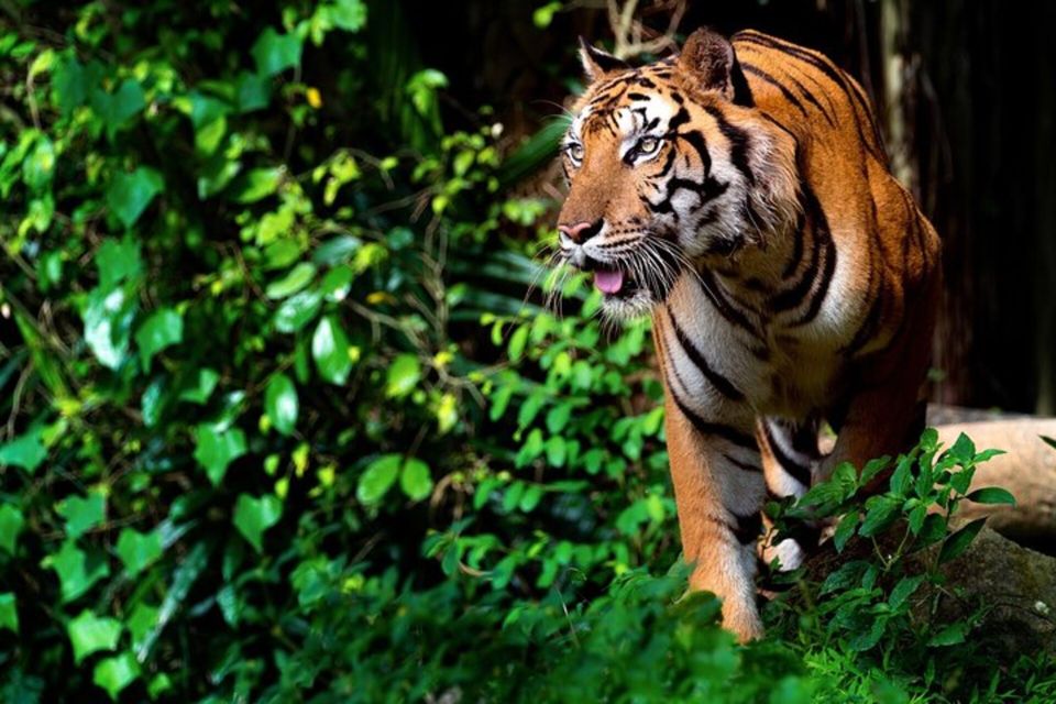 From Delhi: 4-Day Golden Triangle With Ranthambore Trip - Safari Excursions and Wildlife Encounters