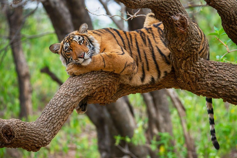 From Jaipur : 2 Days 1 Night Ranthambore Tiger Safari Tour - Additional Information