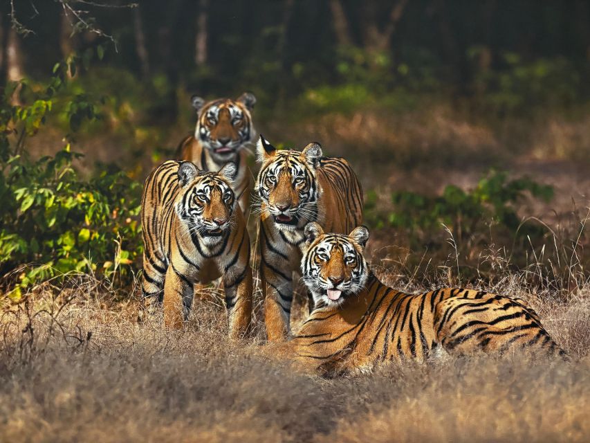 Golden Triangle Tour With Ranthambore by Car 6 Nights 7 Days - Inclusions