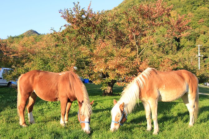 Horseback-Riding in a Country Side in Sapporo - Private Transfer Is Included - Experience Highlights