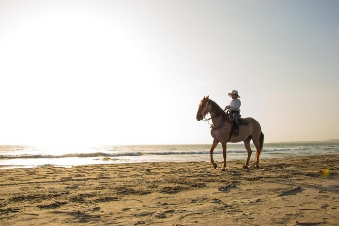 Horseback Riding on the Beach With Paso Colombiano Show - Private Tour Options