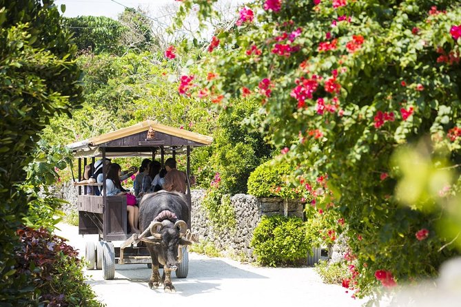 [Ishigaki] Phantom Island Snorkeling, Taketomi Island Sightseeing - Travel Tips