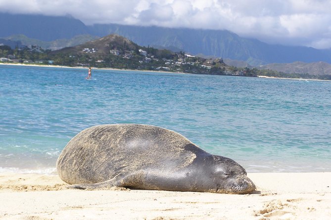 Kayaking Tour of Kailua Bay With Lunch, Oahu - Guide Expertise