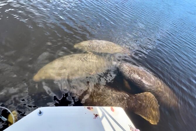 Manatee Sightseeing and Wildlife Boat Tour - Customer Reviews and Feedback
