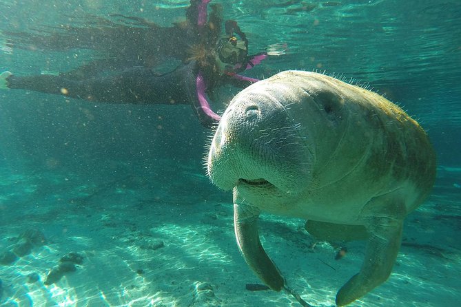 Manatee Snorkel Tour With In-Water Divemaster/Photographer - Viator Services and Pricing