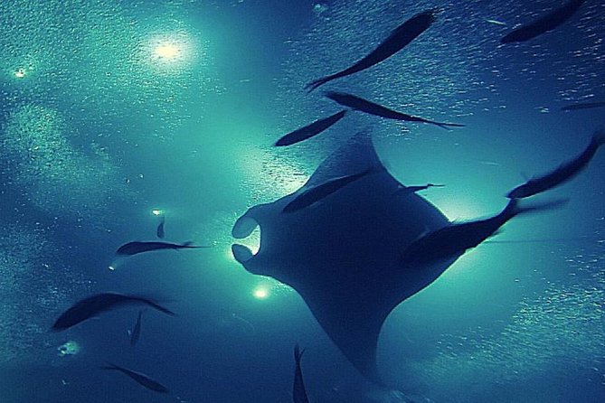 Manta Magic - Night Manta Ray Snorkel At Manta Village, Kona, Hawaii - Booking and Communication