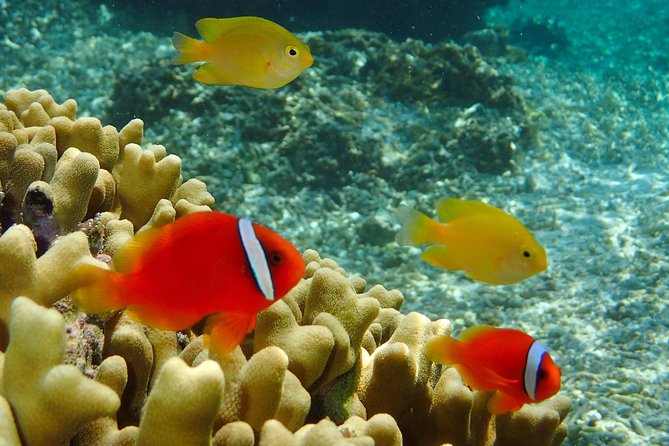 Miyakojima / Snorkel Tour to Enjoy Coral and Fish - Marine Life Encounters
