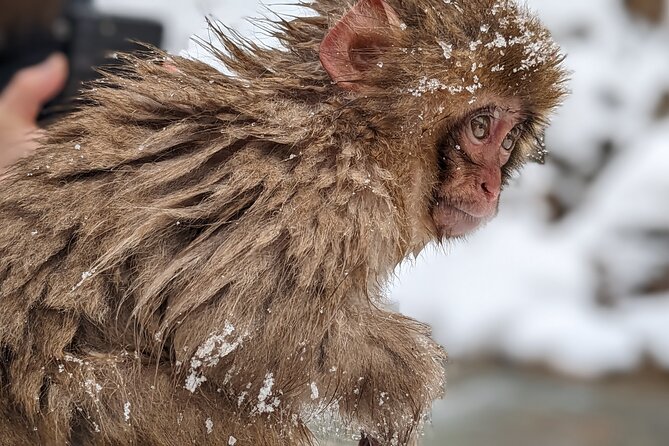 Nagano Snow Monkey 1 Day Tour With Beef Sukiyaki Lunch From Tokyo - Safety Guidelines