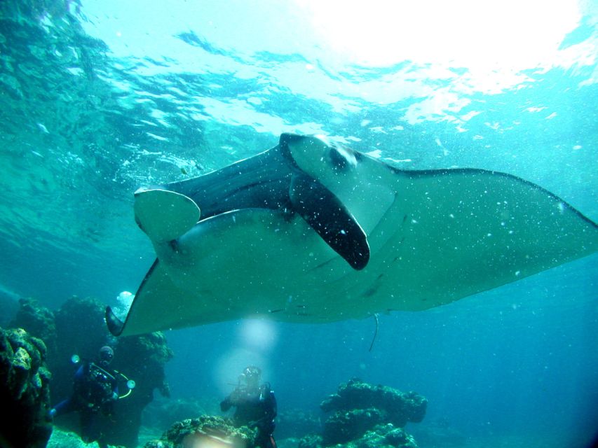 National Park Kerama Islands 2 Boat Fan Diving (With Rental) - Restrictions and Guidelines