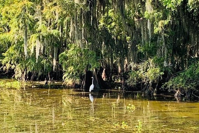 New Orleans Swamp Tour Boat Adventure - Lowest Price Guarantee