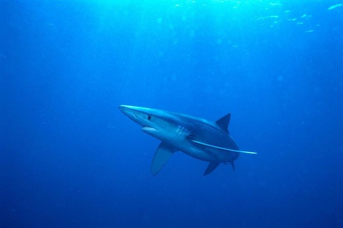 Oahu Shark Dive - Additional Information