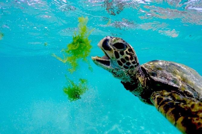 Oahu Turtle Canyon Snorkel Catamaran Cruise With Green Turtles - Customer Suggestions