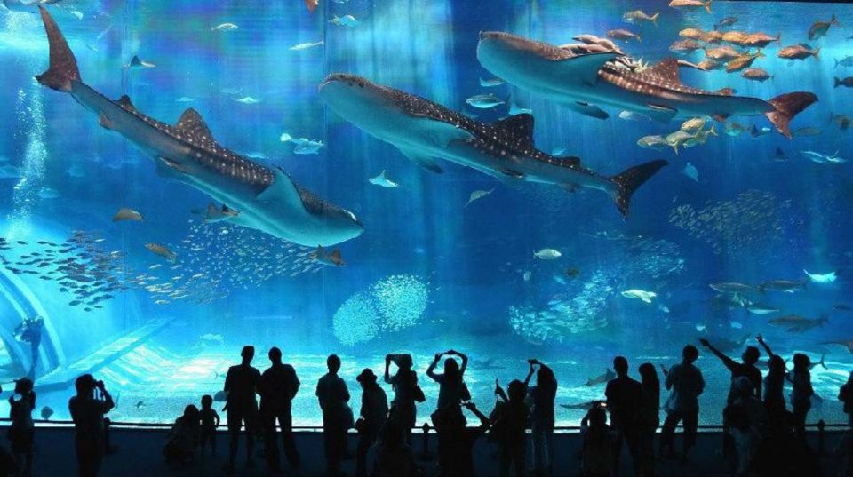 Okinawa Churaumi Aquarium Admission Ticket - Sum Up