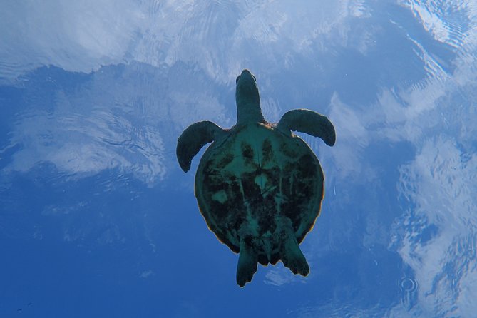 [Okinawa Miyako] Swim in the Shining Sea! Sea Turtle Snorkeling - Traveler Photos and Reviews