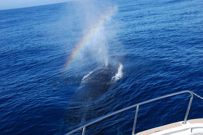 Okinawa Whale Watching From Naha - Health Restrictions