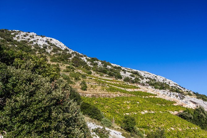 Peljesac Wine & Ston Oysters PRIVATE HALF DAY SHORE TOUR - Customer Reviews