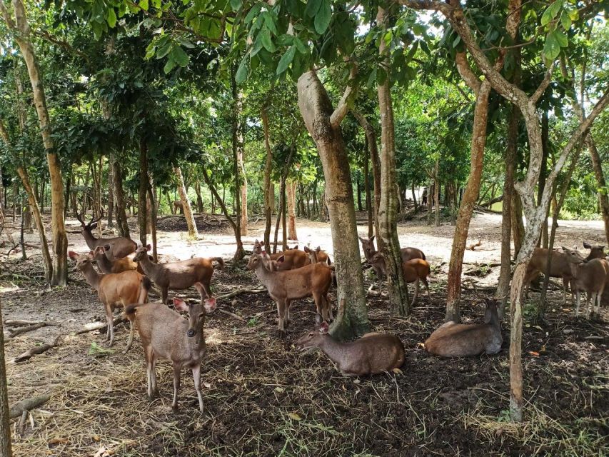 Phnom Penh: Buddha Kiri and Phnom Tamao Zoo Private Day Trip - Transportation