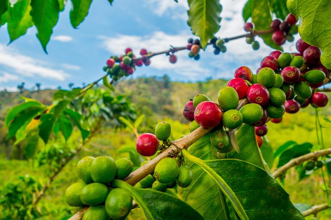 Private Tour - Coffee Tour (Cultivations) - Common questions