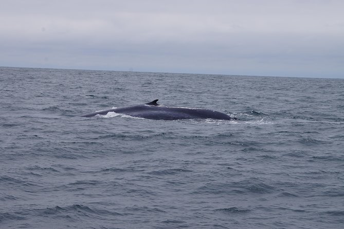 San Diego Whale Watching Cruise - Customer Reviews and Feedback