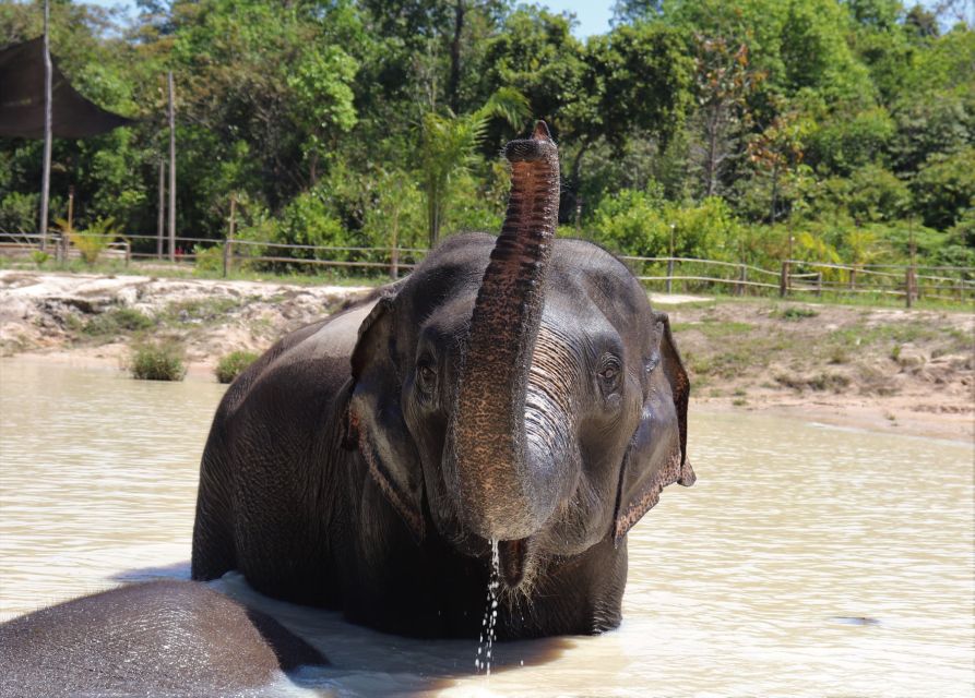 Siem Reap: Kulen Elephant Forest & Tonlesap Lake - Key Highlights
