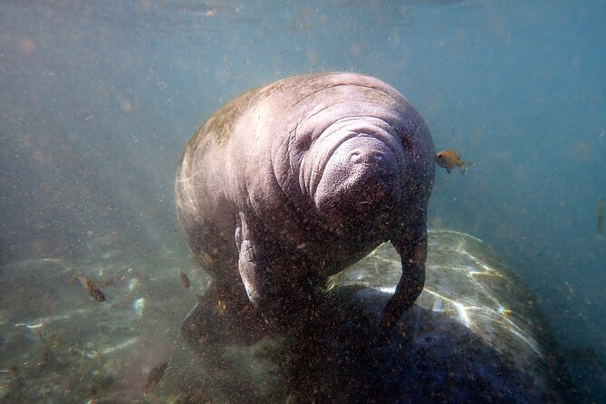 The OG Manatee Snorkel Tour With In-Water Guide/PhotOGrapher - Maximum Group Size and Accessibility