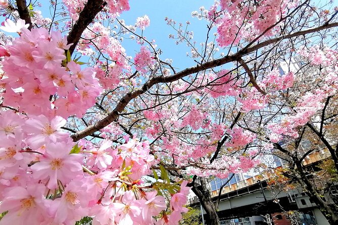 Tokyo Cherry Blossoms Blooming Spots E-Bike 3 Hour Tour - Sum Up