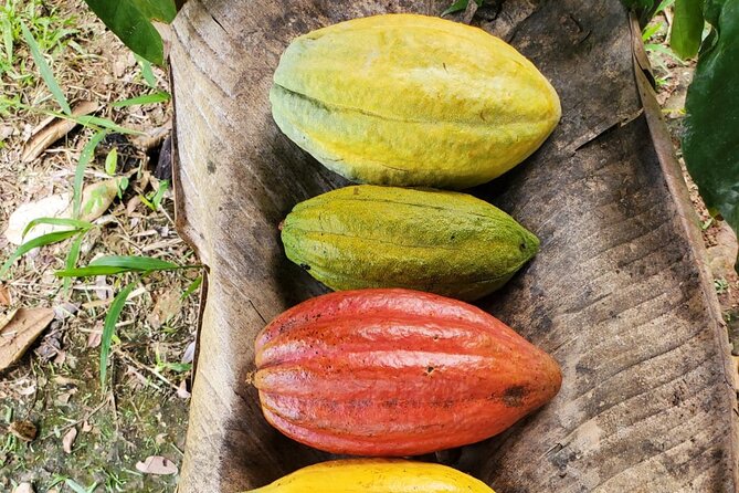 Traditional Chocolate Making in Belize - Belizean Cacao Plantations