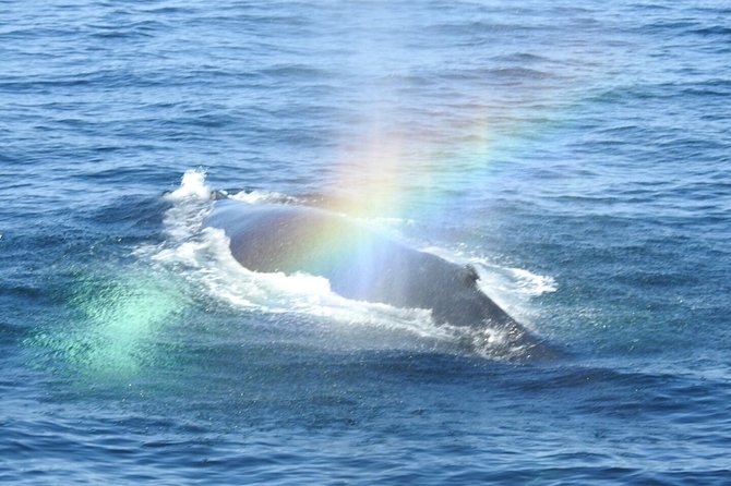 Whale Watching Tour in Gloucester - Directions and Recommendations