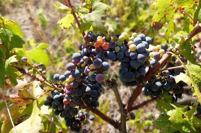 Wine Lovers Tour of Peljesac Peninsula - Additional Information