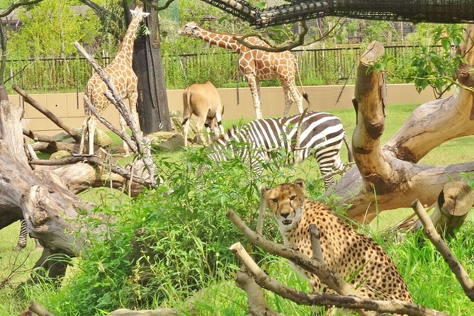 Yokohama Zoo Zoorasia Admission Ticket - Common questions