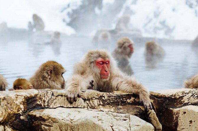 1-Day Snow Monkeys, Zenko-ji Temple & Sake in Nagano - Day Trip Itinerary