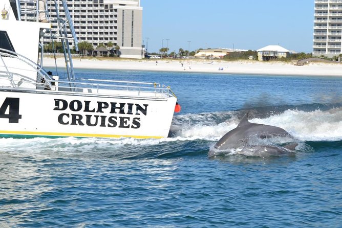 Alabama Gulf Coast Dolphin Cruise - Meeting Point Details