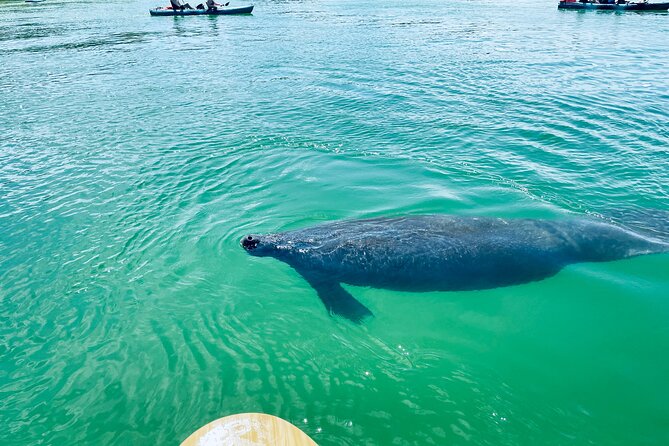 Dolphin and Manatee Adventure Tour of Fort Myers - Booking Details