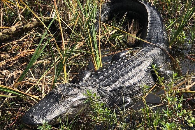 Everglades Airboat Tour Near Orlando Florida - Sum Up