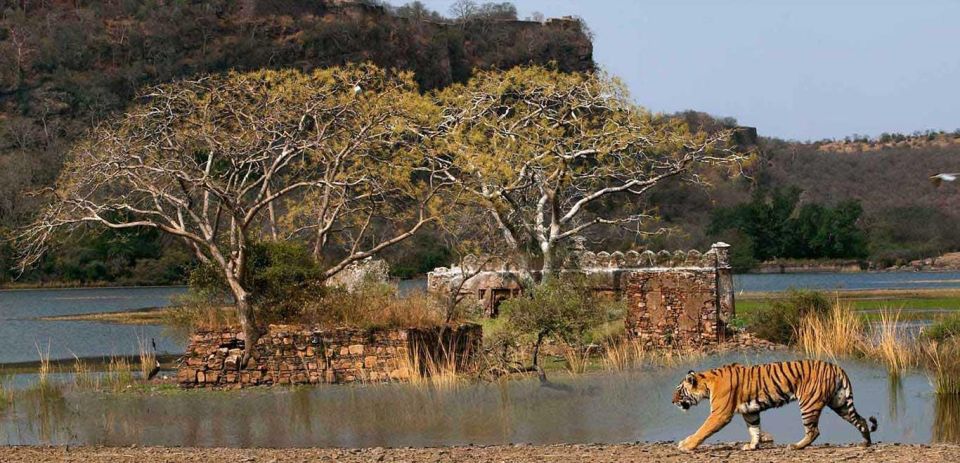 From Delhi: 3-Days Private Ranthambore Wildlife Safari Tour - Wildlife Safari Schedule and Itinerary