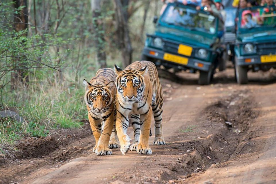 From Delhi: 3 Days Tour of Ranthambore Tiger Safari - Afternoon Jeep Exploration